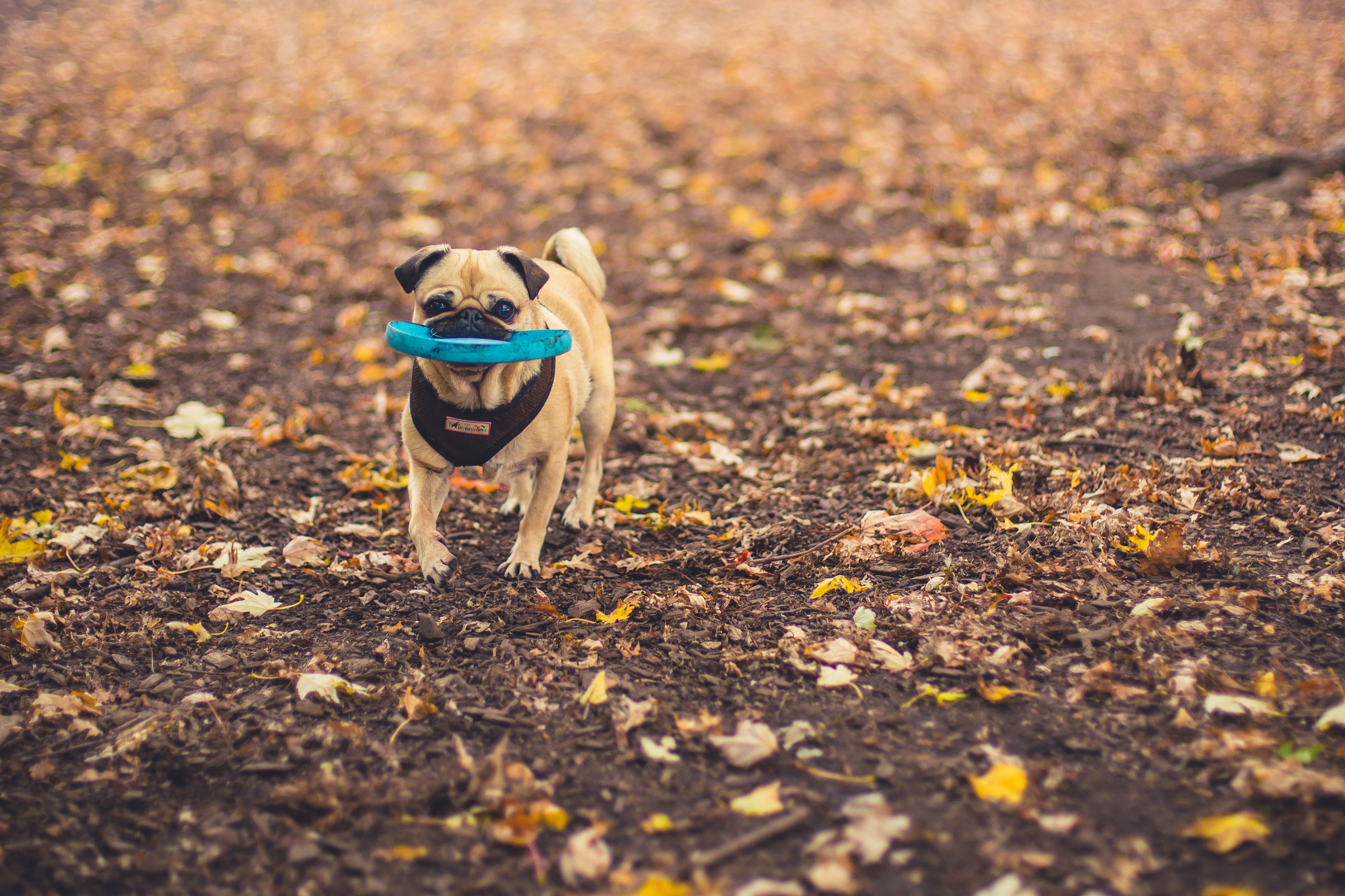 files/dog-fetching-disc.jpg
